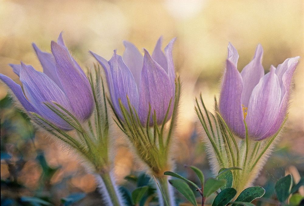 Canada-Manitoba-Sandilands Provincial Forest Prairie crocus flowers close-up art print by Jaynes Gallery for $57.95 CAD